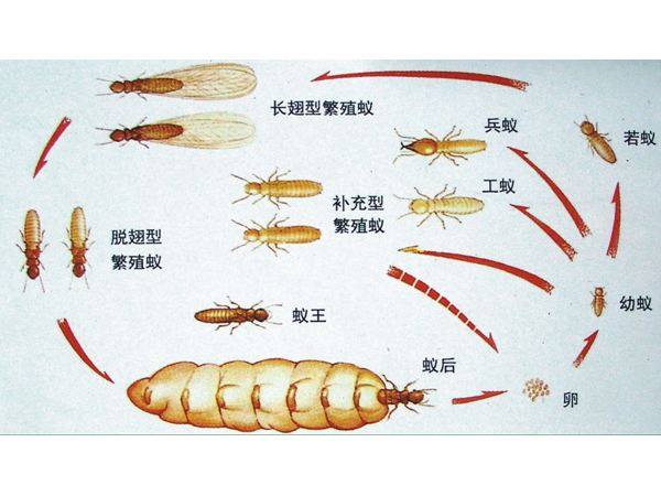 白蚁危害的预防和治理方法